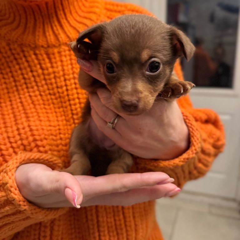 Stunning miniature Jack Russell puppies 