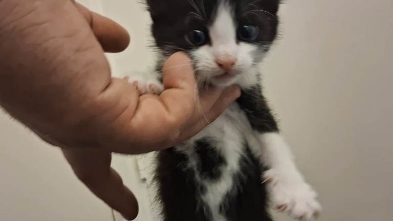 TUXEDO KITTEN AND MUM AVAILABLE 