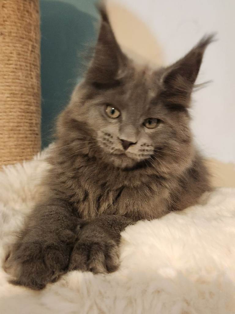 KING SIZE MAINE COON KITTENS  Reg GCCF 