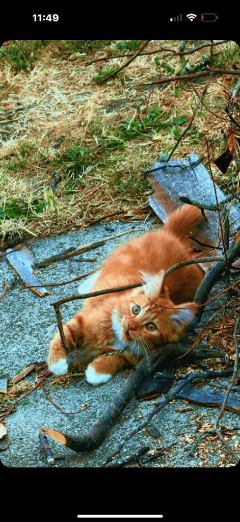 beautiful make ginger kitten 15 weeks old can deliver locally 