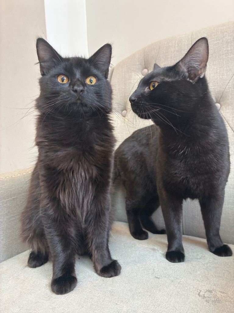 2 beautiful cats must go together 