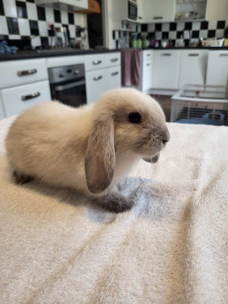 Beautiful mini lop 