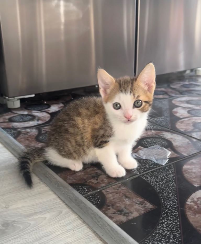 Kittens/cats looking for their forever home