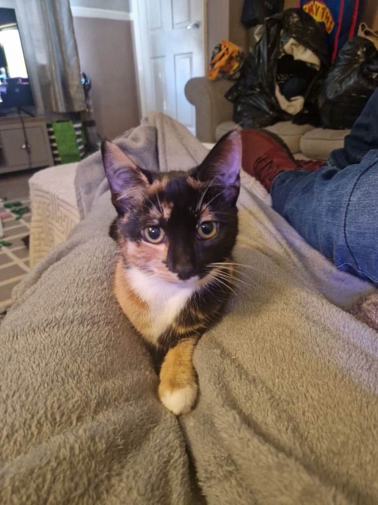 6 month old female kitten looking fornforever home 