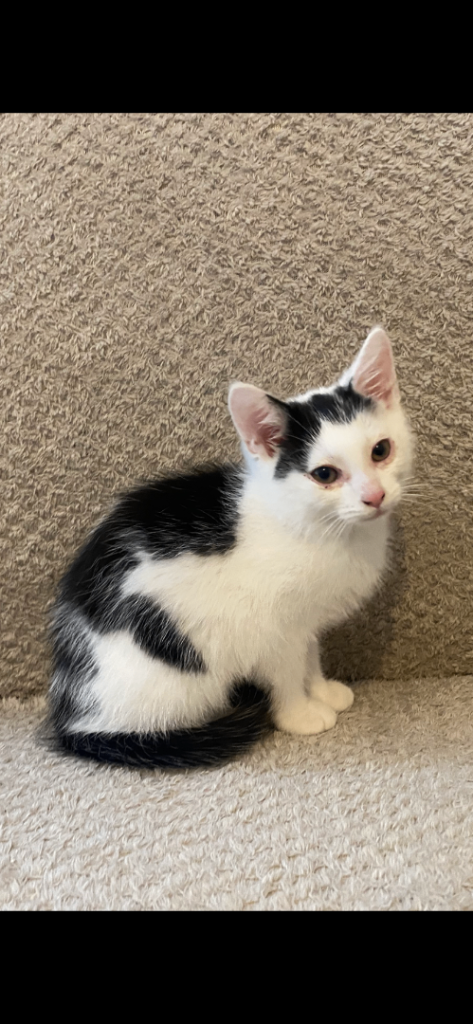 Kitten male 