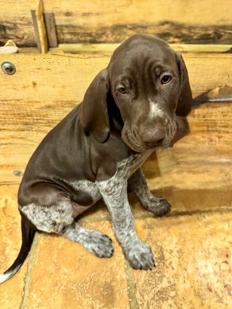 German Shorthaired Poiners