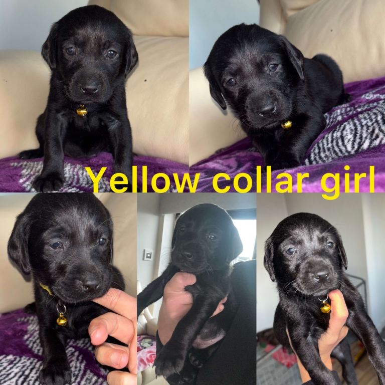 Chocolate/Yellow/Black kc Reg Labrador Retrievers