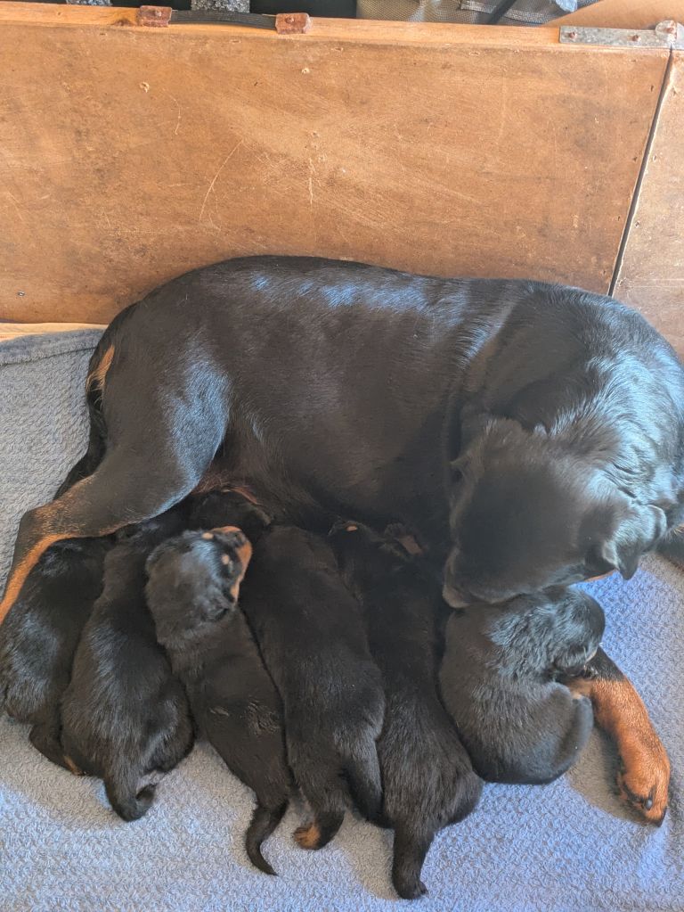 Rottweiler puppies for sale