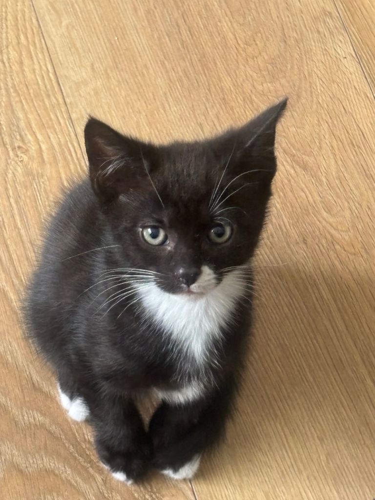🐾 Beautiful Black & White Kittens Looking for Loving Homes 🖤🤍
