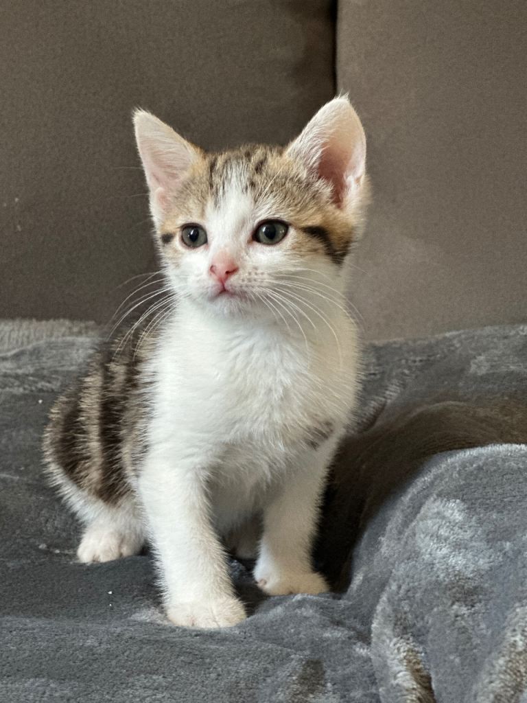 2 Month Old Kittens, 3 Boys & 2 Girls