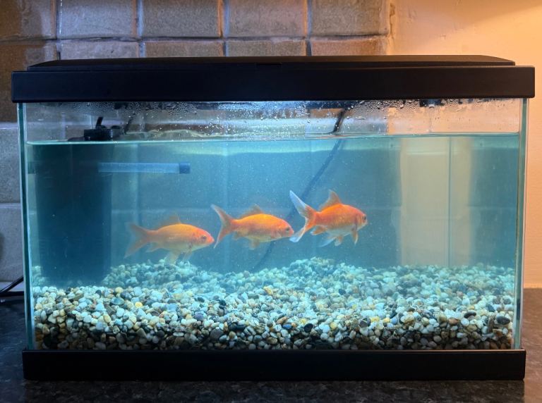 Fish tank with fish 