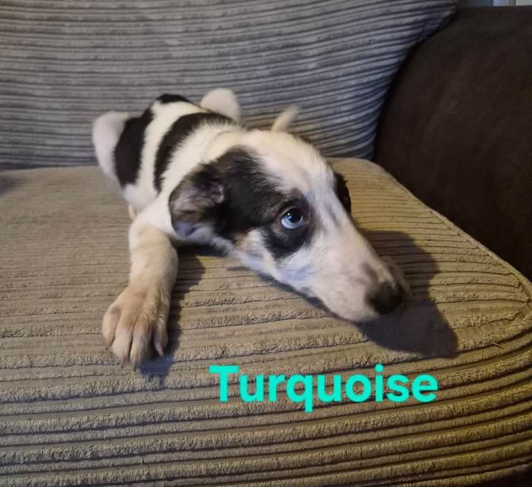 Our last Pure Border Collie boy looking for his new home.