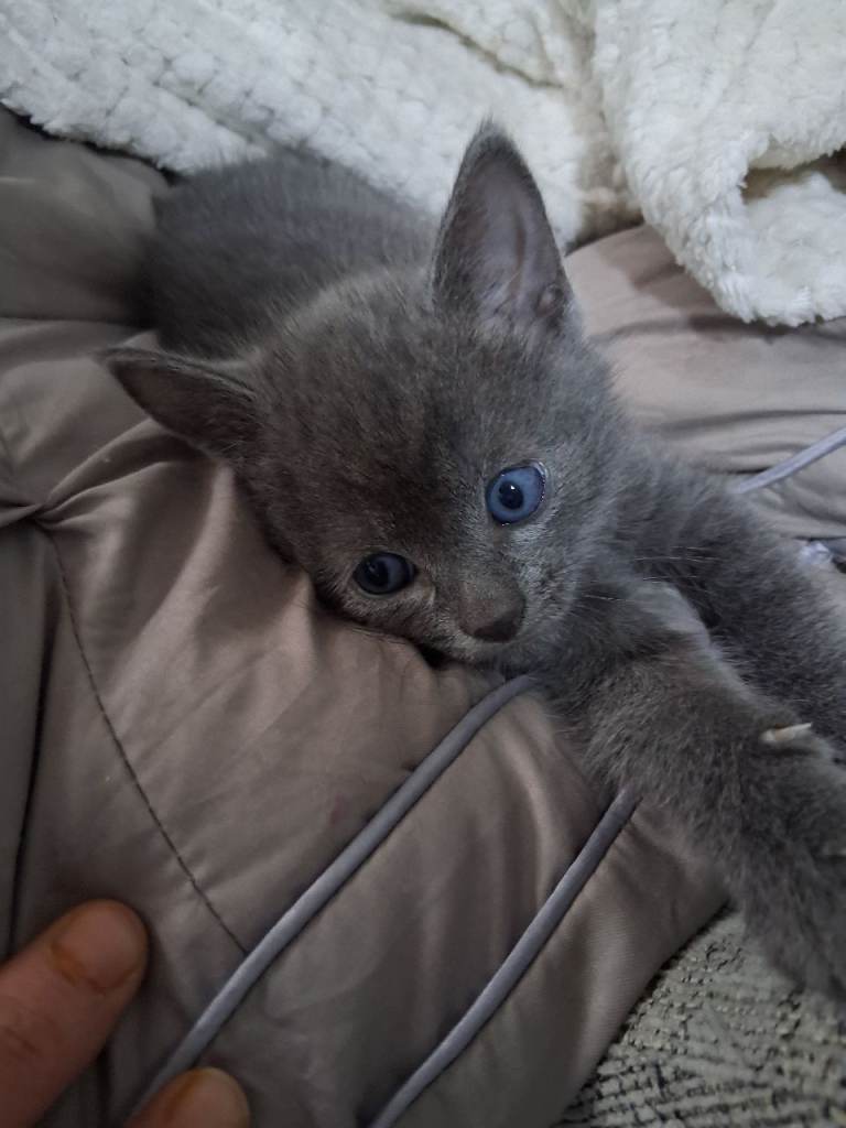 Russian blue Kittens 