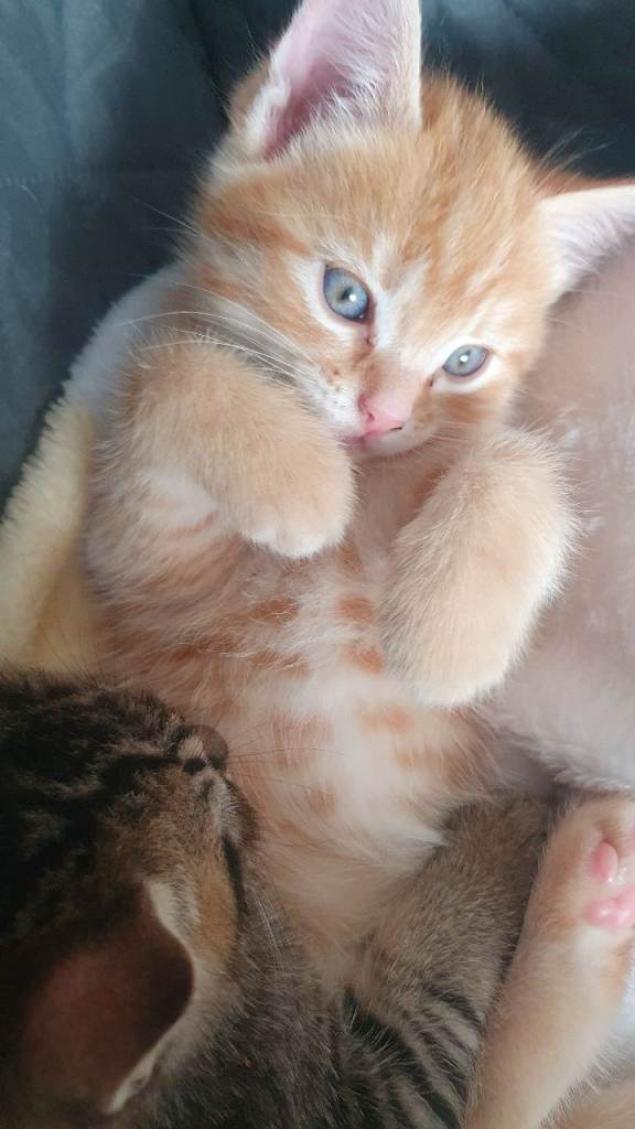 Beautiful kittens 