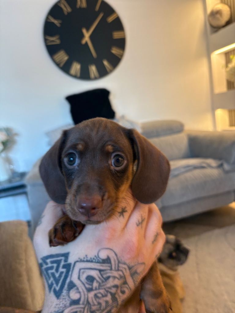 KC registered choc n tan miniature dachshund 