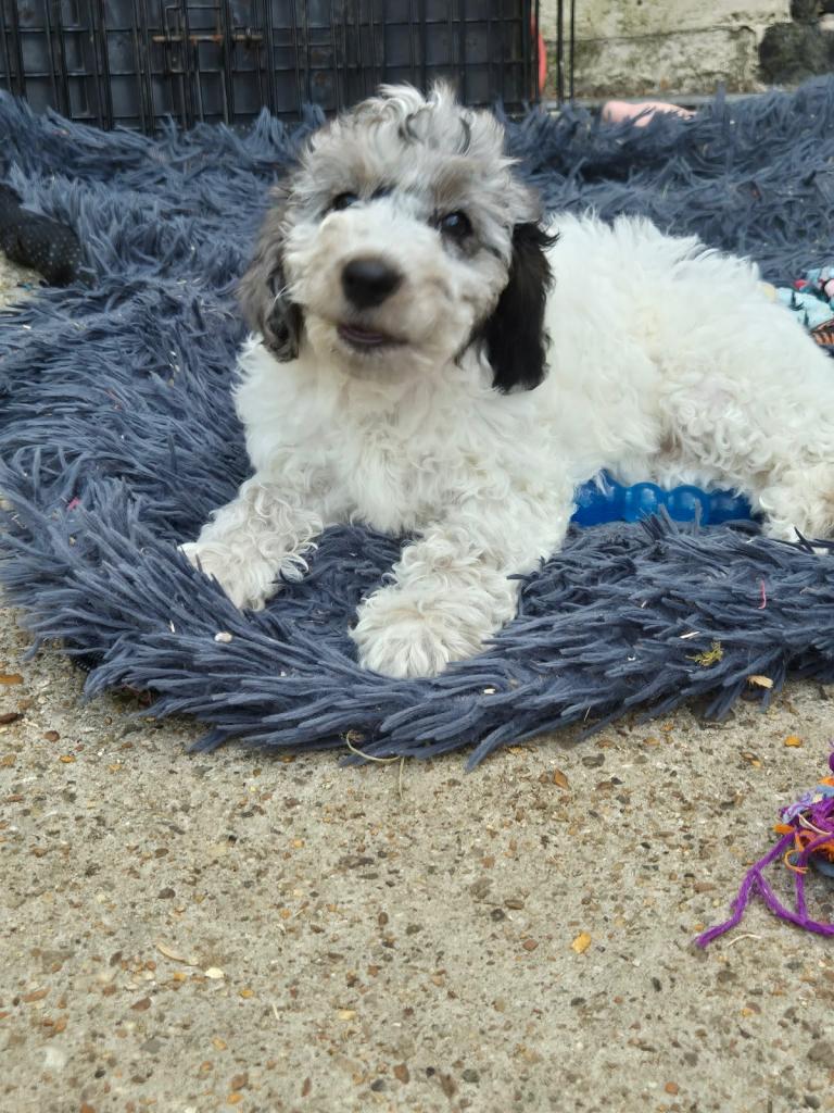 Cockapoo puppy 