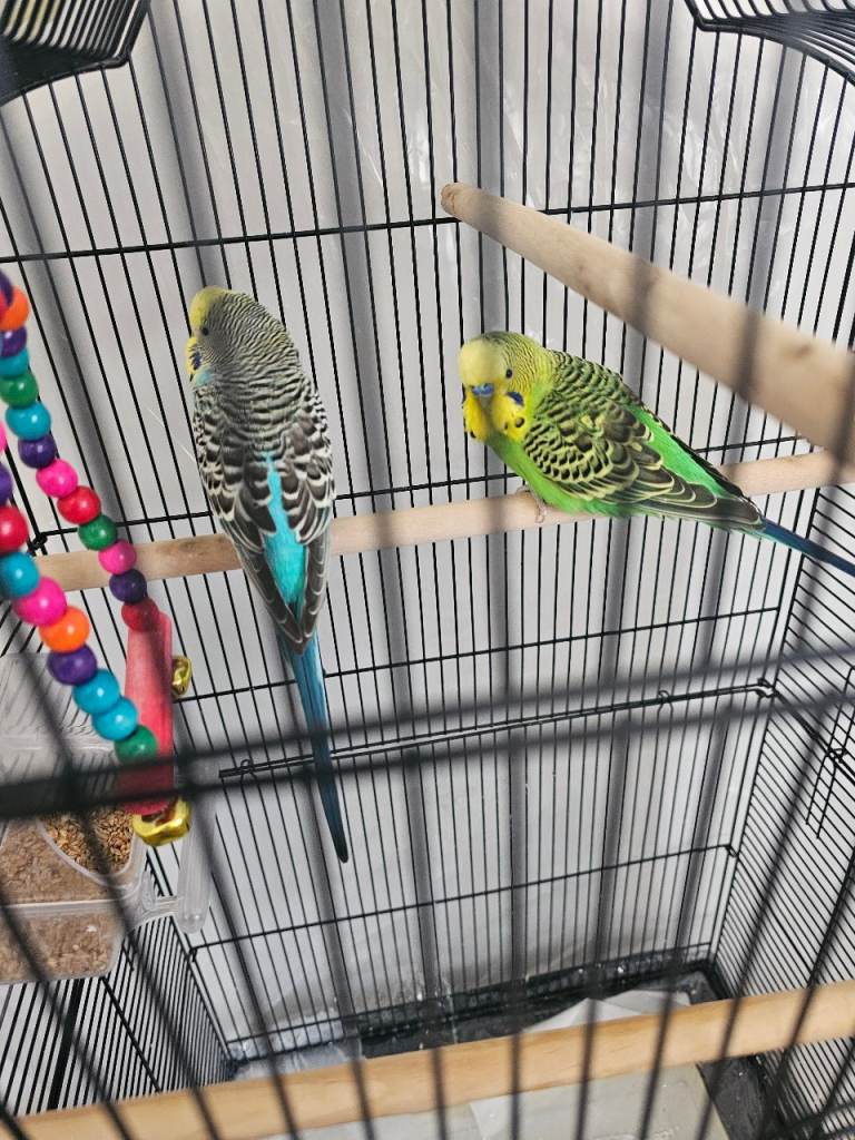 Budgie cage 