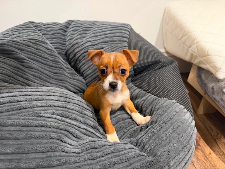 Miniature Jack Russell Puppy