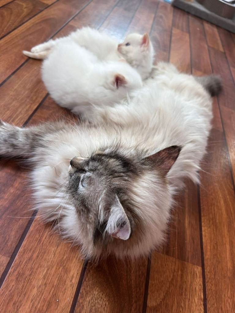 Beautiful ragdoll kittens available for adoption.