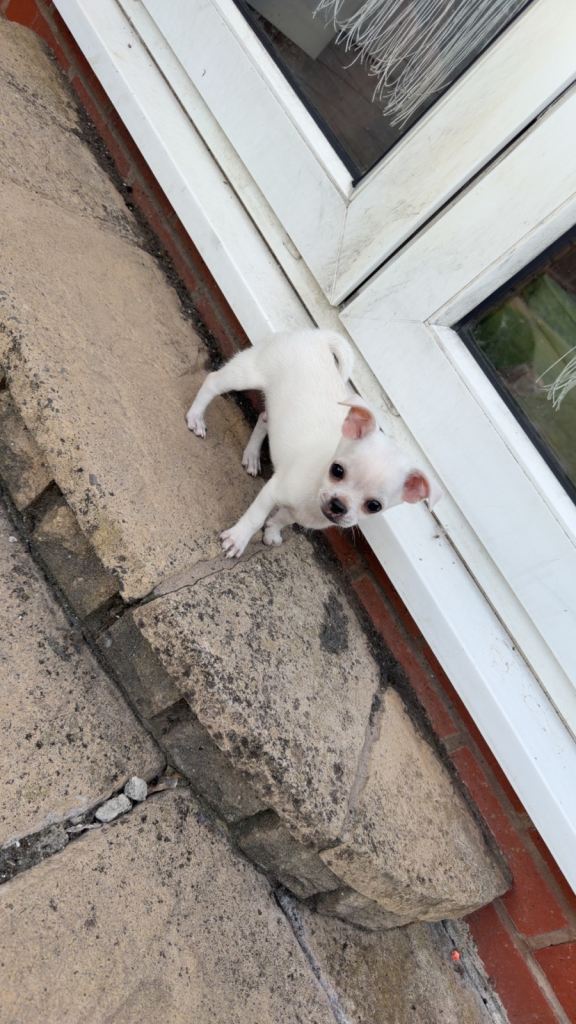 Beautiful chihuahua cross puppy for sale