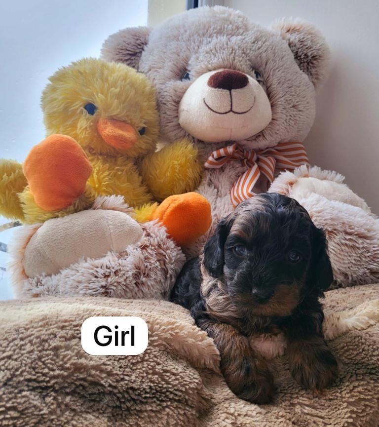 Cavapoo puppies f2 looking for new families 