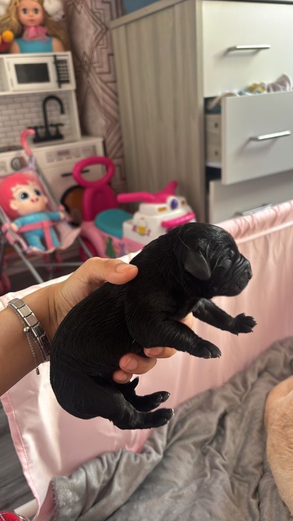 American Lab puppies 