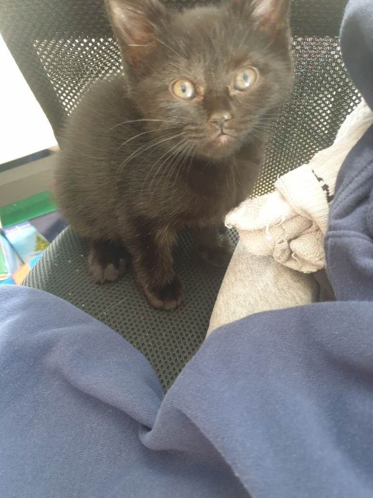 cross between a British Shorthair and an  domestic shorthair cat