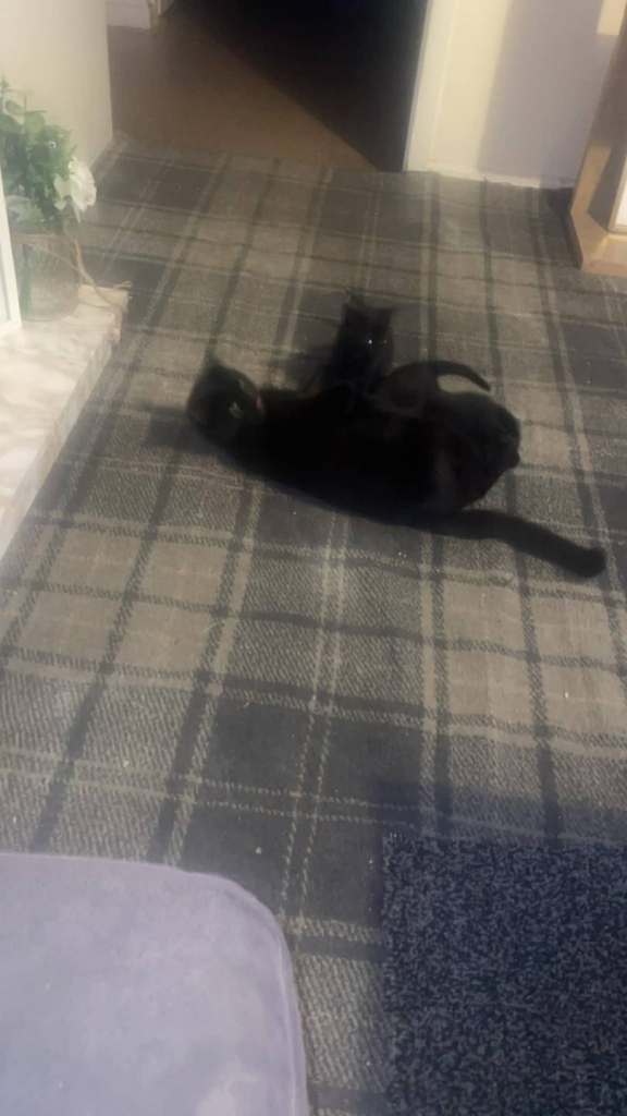 3 black kittens 