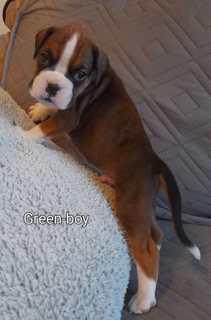Boxer pups for sale
