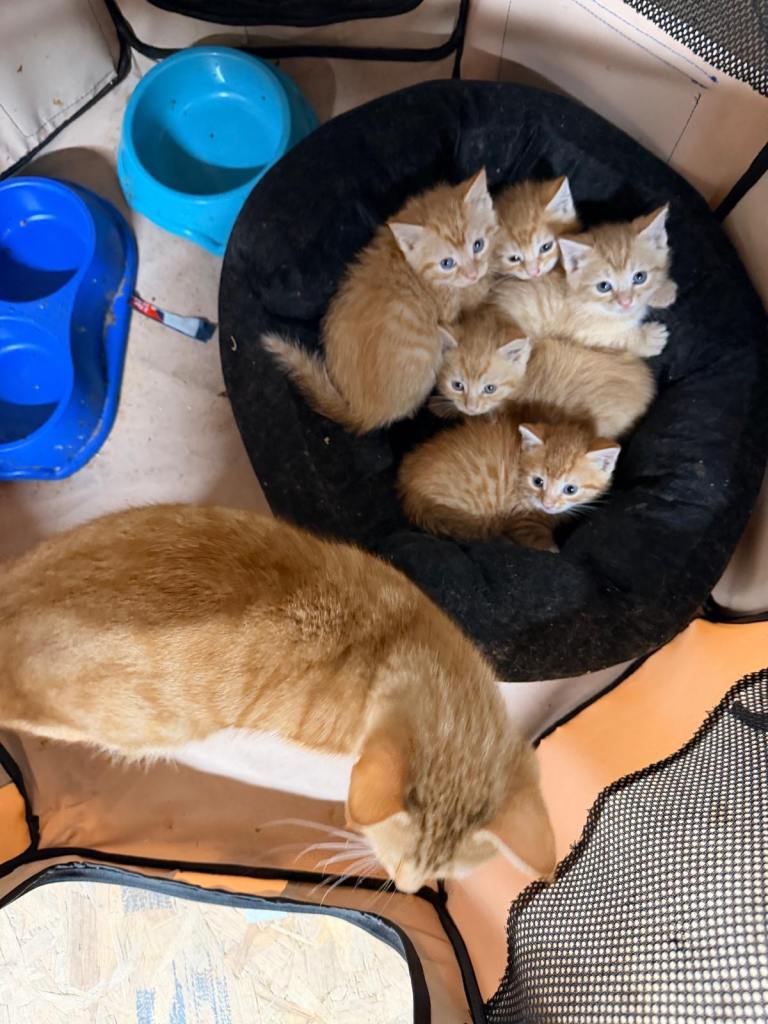 Ginger Kitten 8 weeks old