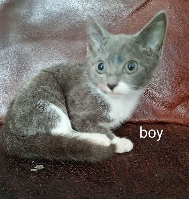 1 beautiful kitten for sale 