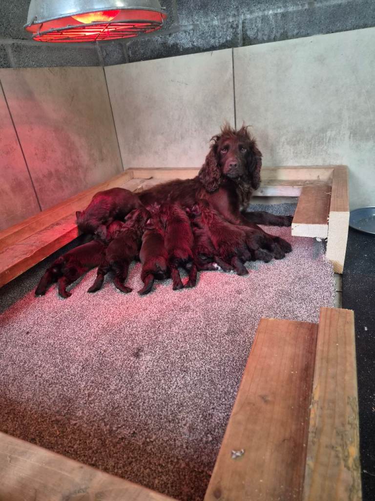Cocker spaniel pups 