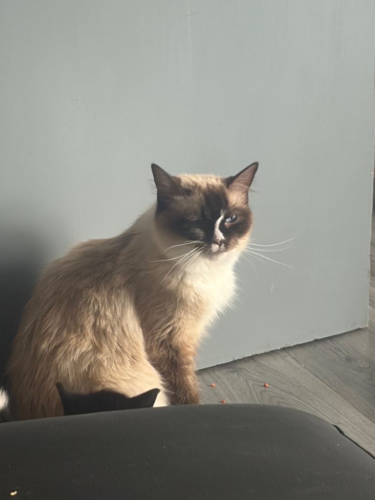 Ragdoll cross kittens 