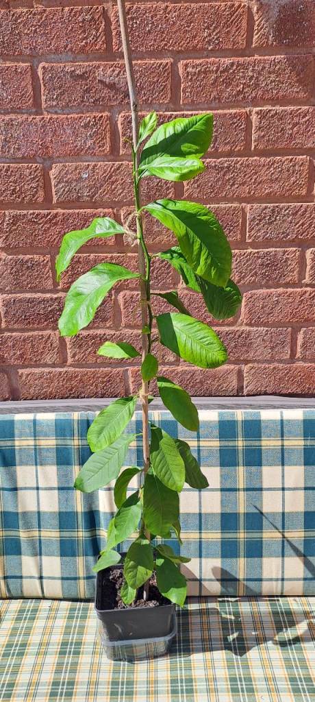 Lemon 🍋 plant . 33" high