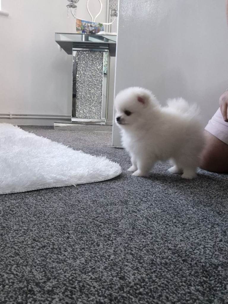 Pomeranian teddy face female 