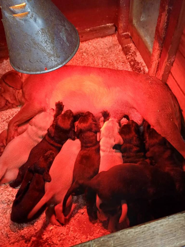 Lovely labrador puppies ready 22nd april