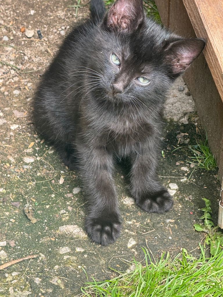 Kittens for Sale – £30 Each