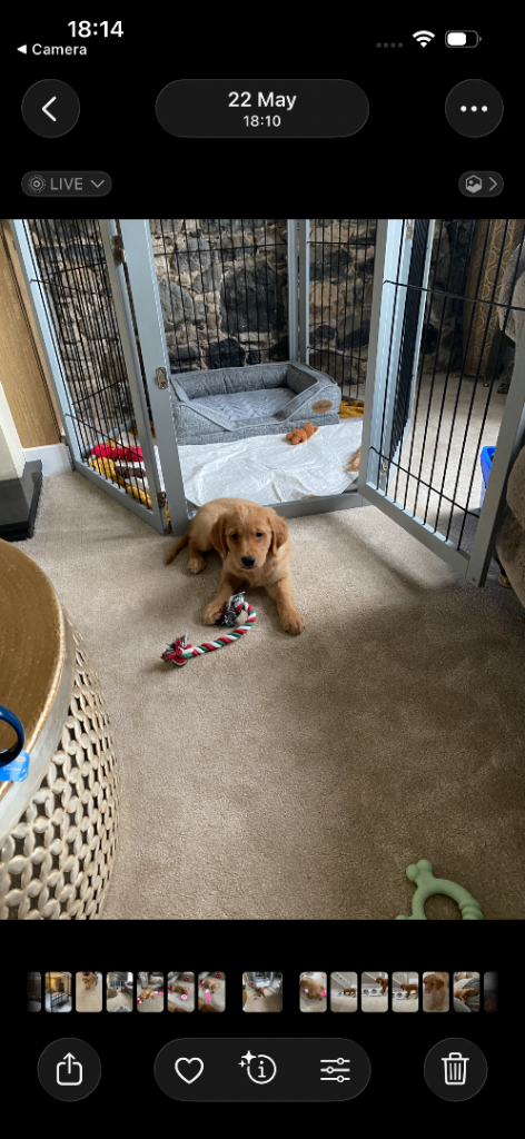 Dog Pen