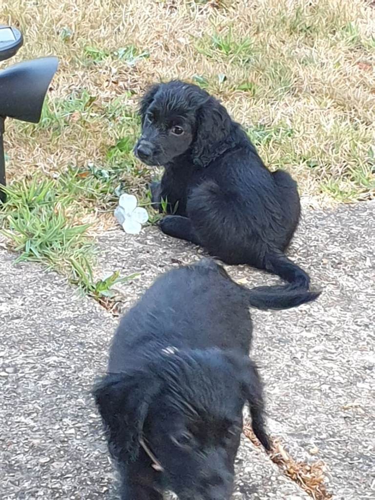 Cockapoos 