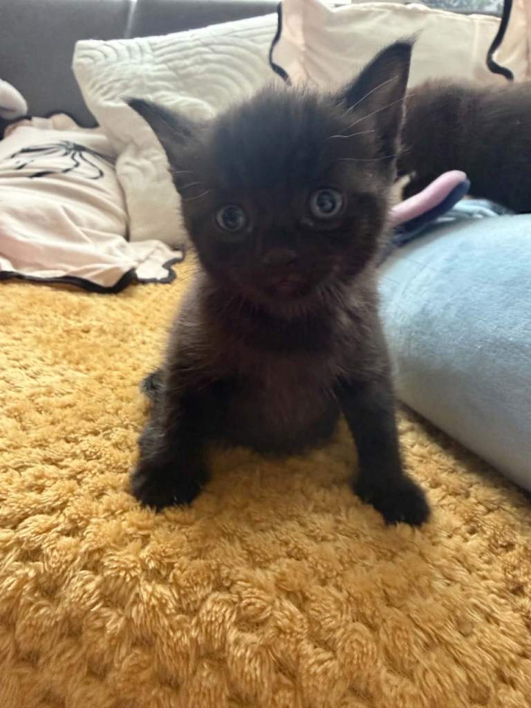 Kittens 