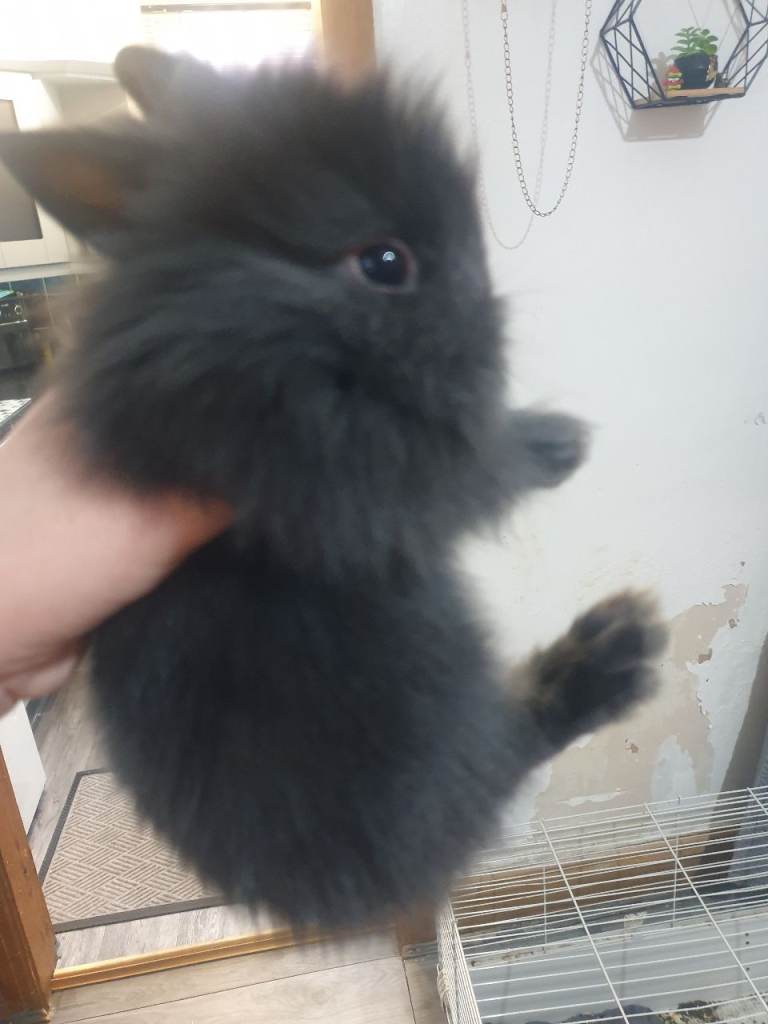 5 baby lionhead rabbits left for sale 