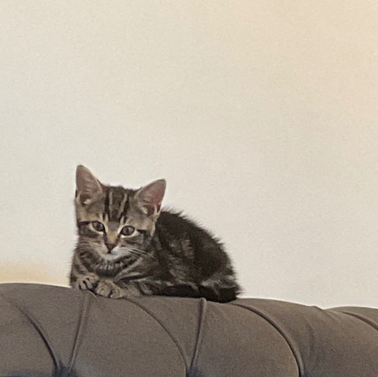 Cute tabby kitten 