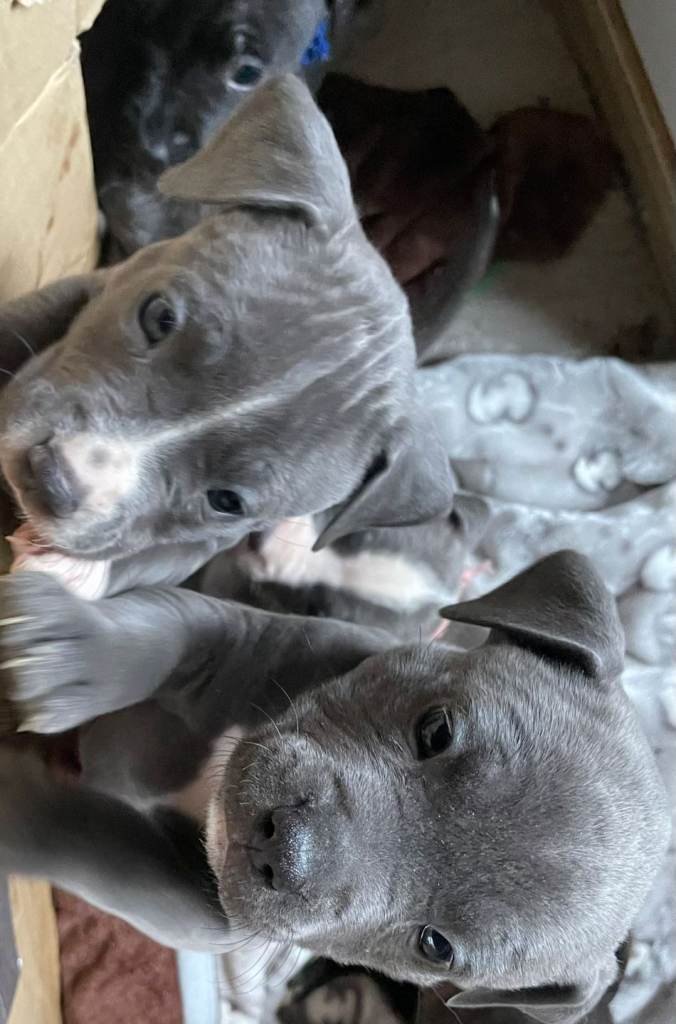 Outstanding "old-time" Staffordshire Bull Terrier puppies
