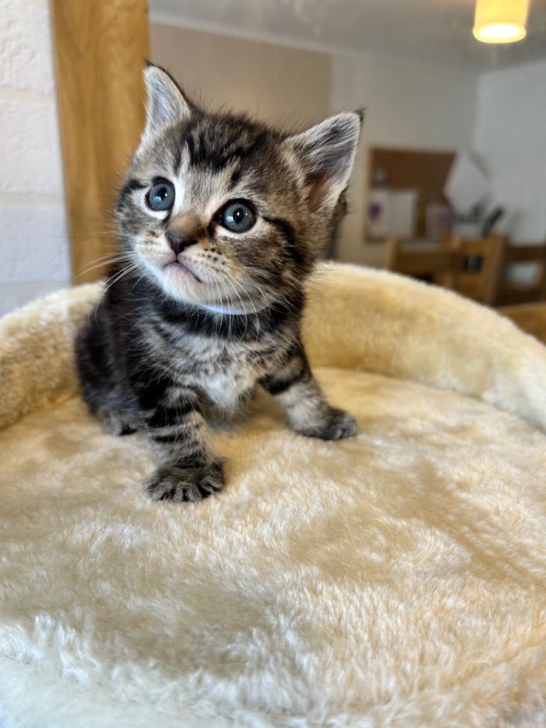Ragdoll & Tabby cross kittens 
