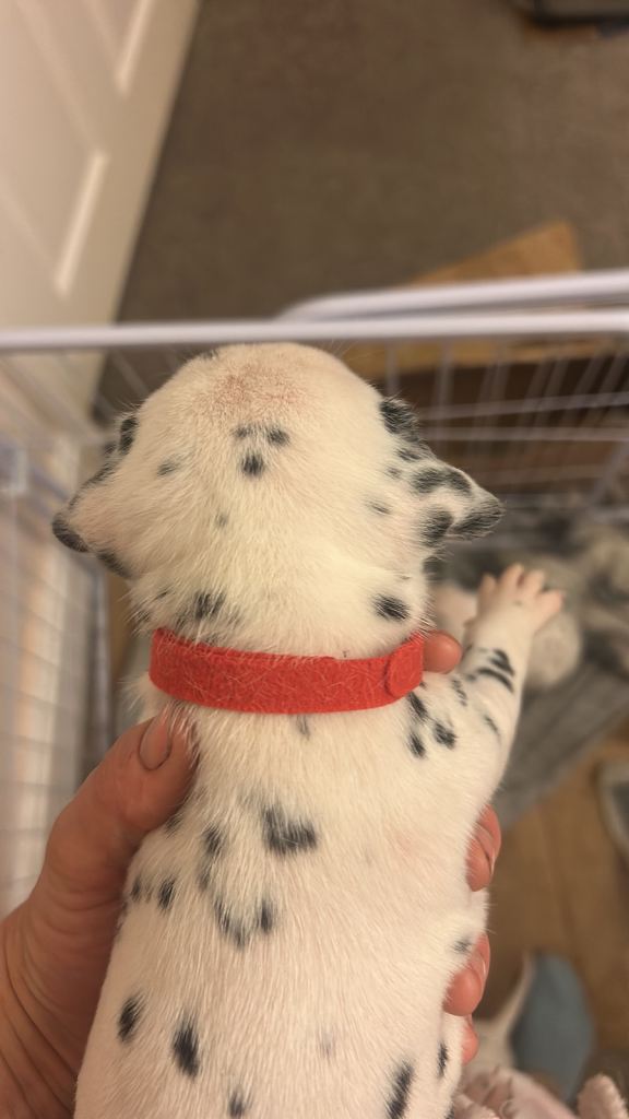 Dalmation puppy boys