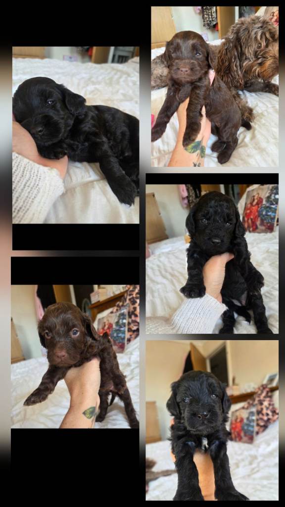 F2 cockapoo puppies
