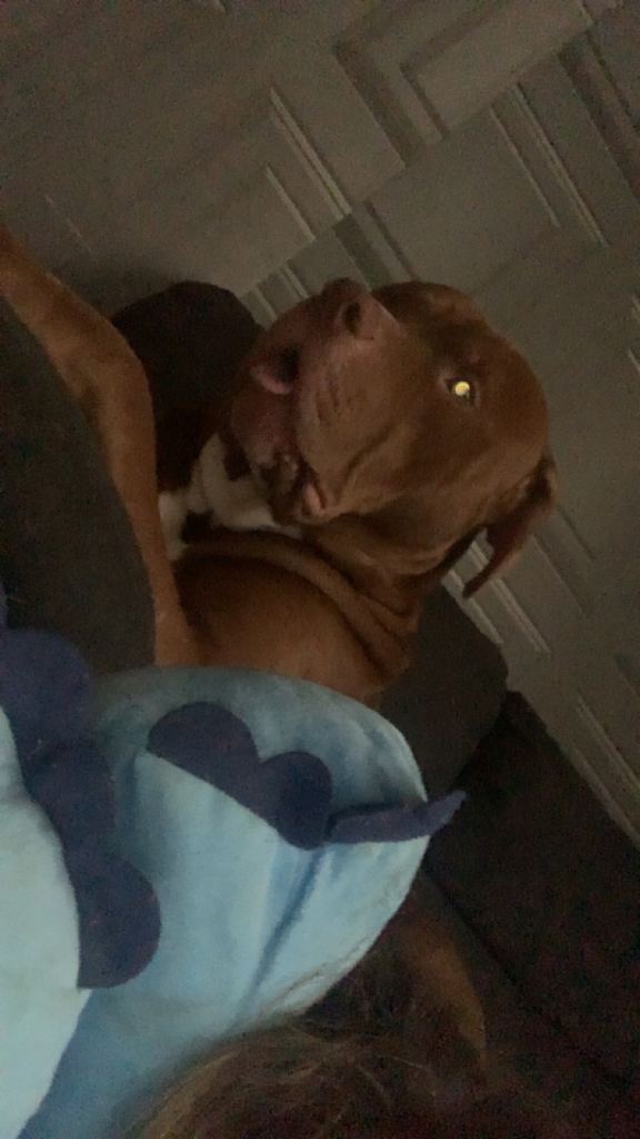 American bully 