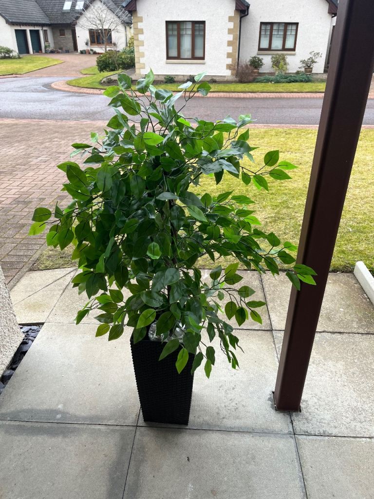 Used artificial ficus large bushy tree/plant 