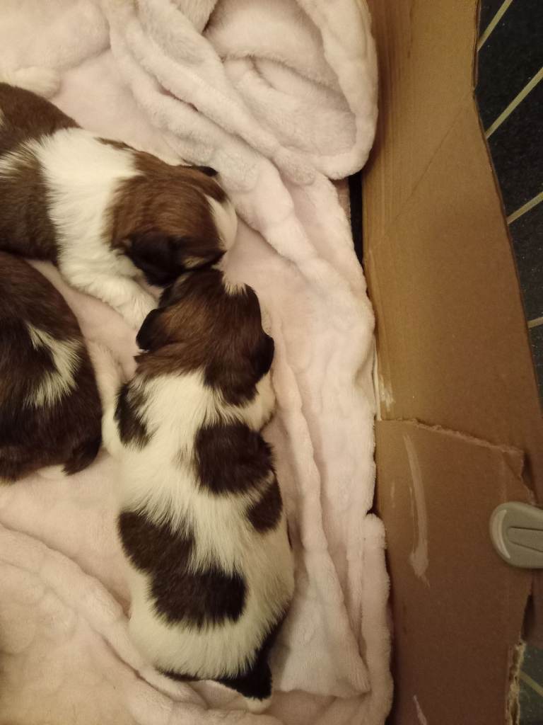 Shihtzu puppies