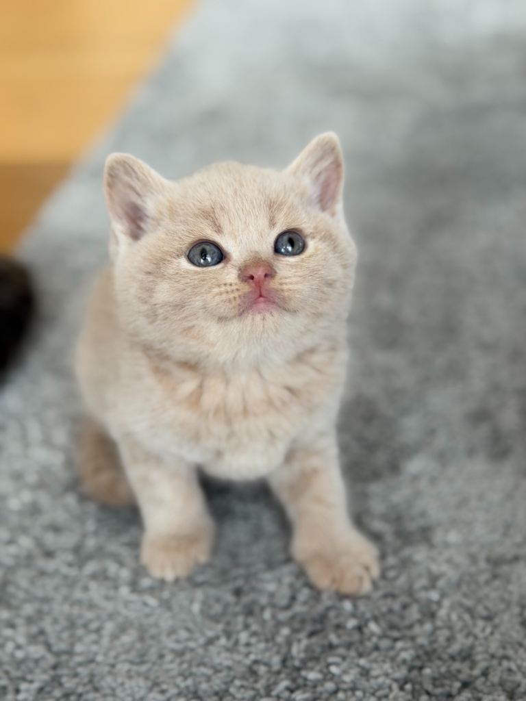 British Shorthair Kittens 🐾 Ready Soon
